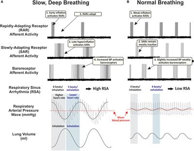 Hypothesis: Pulmonary Afferent Activity Patterns During Slow, Deep Breathing Contribute to the Neural Induction of Physiological Relaxation